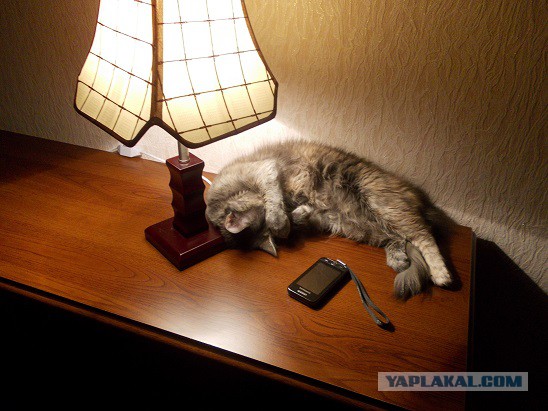 Котовторник 04.11.2014
