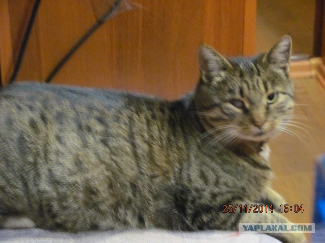 Котовторник 25.11.2014