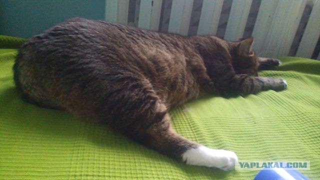 Котовторник 25.11.2014