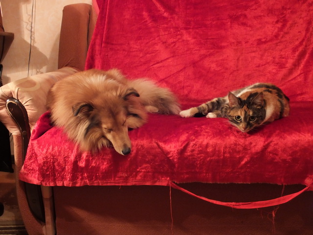 Котовторник 9.12.2014
