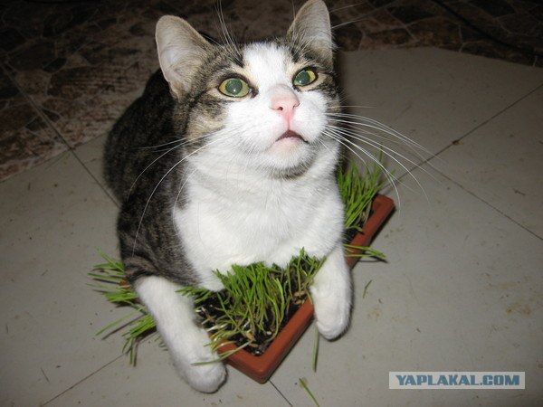 Ловушка для кошек