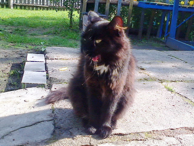 Котовторник 07 04 2015