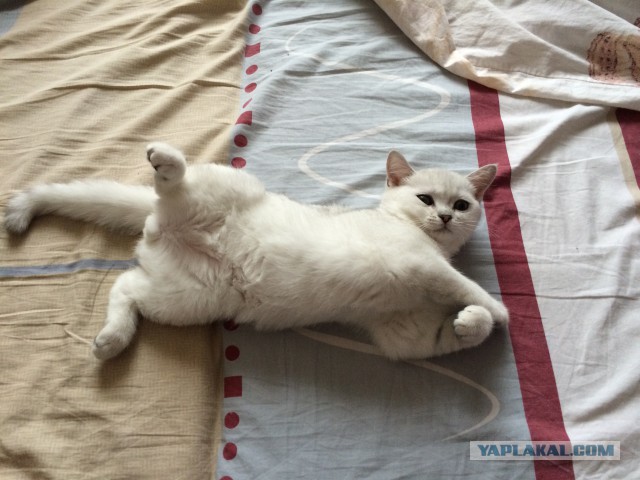 Зверье мое