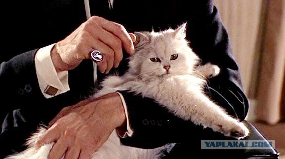 Турецкие коты на G20