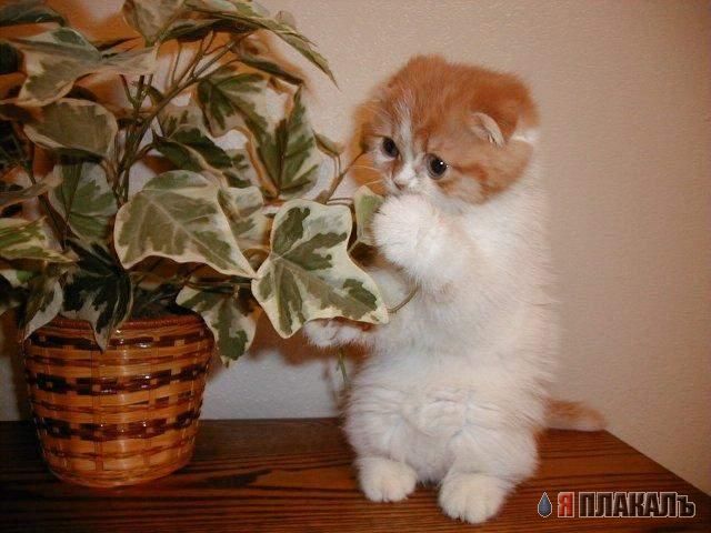 Коты, кошки, котята