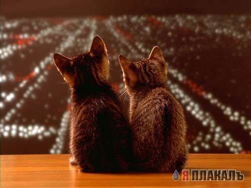 Коты, кошки, котята