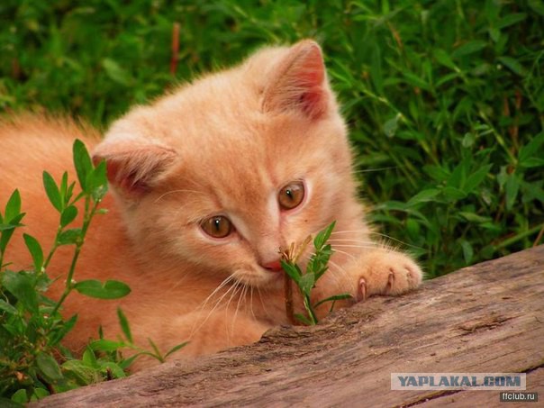 Демы к котовторнику!