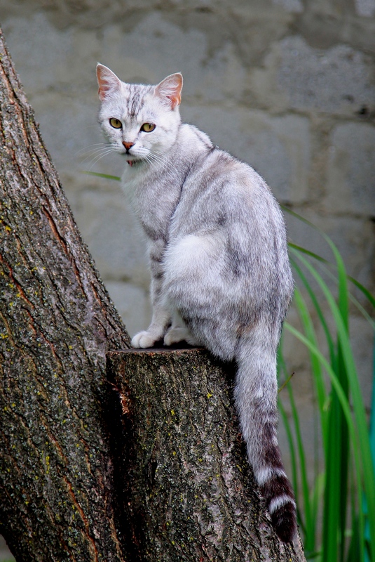 Котовторник 03.05.2016