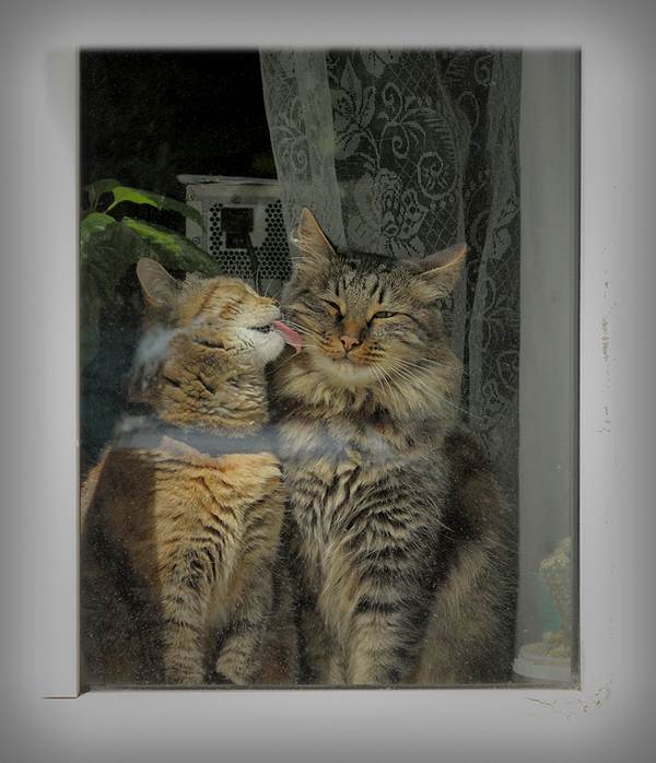 Котовторник на вторник, Котовторник