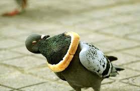 Птиц засасывает вместе с зерном на хлебозаводе