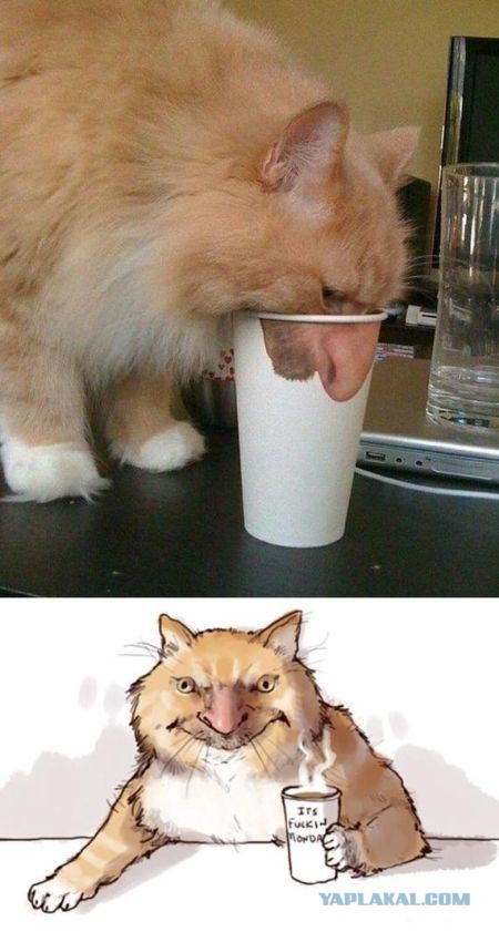 Несколько картинок