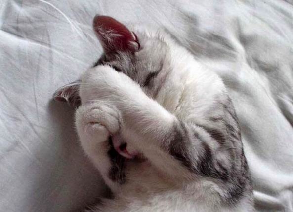 Коты из сети