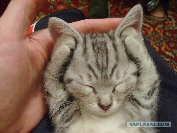 Котовторник  14.02.2017
