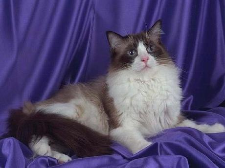 Коты и Кошки