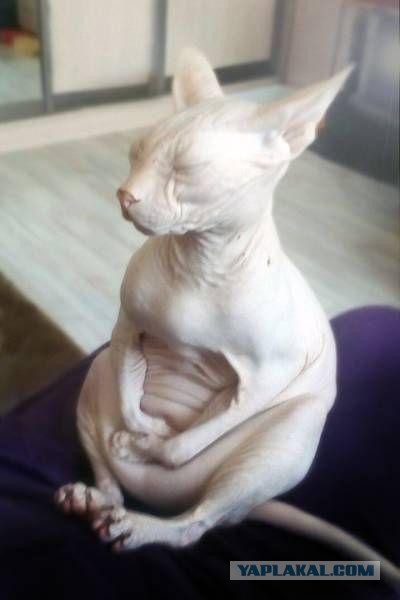 Котята моей кошки (коротенькое видео).