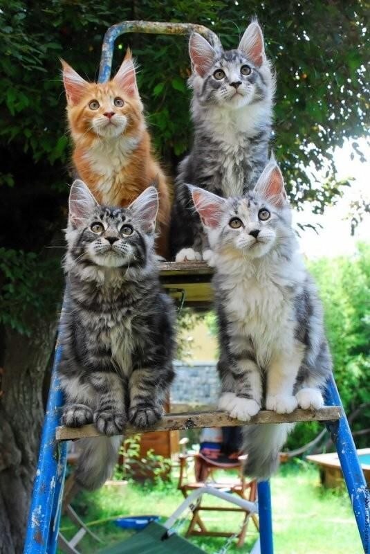 20 шикарных фотографий, в которых вся суть котов