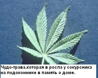 Ярмольник и трава