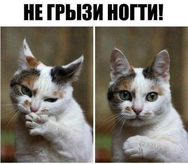 Фото, перед просмотром которых нужна валерьянка