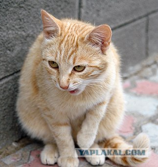 Ура, котовторник! (01.07.2008)