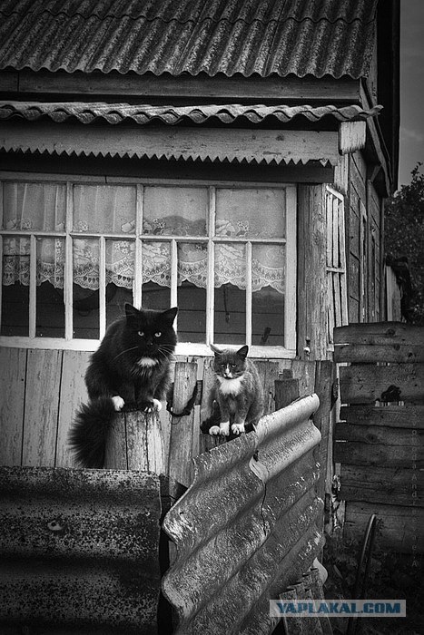 Внимание! На ЯПе КОТОВТОРНИК. 23.09.08.