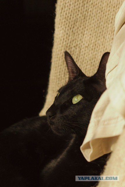 Котовторник (13.01)