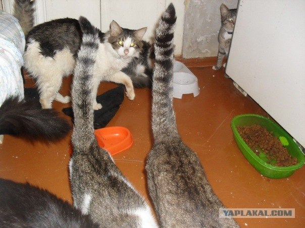 Коты в запертой квартире