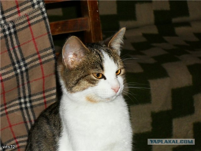 Котовторник, для любителей кошек