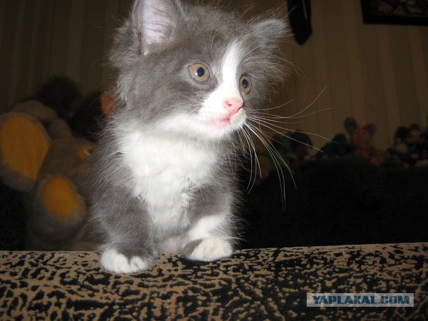 Котовторник 06.09.11