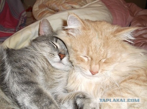 Первый котовторник октября