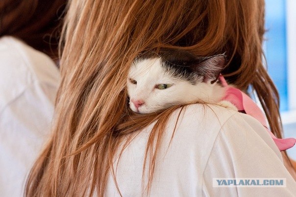 Котовторник (10.01.2012)