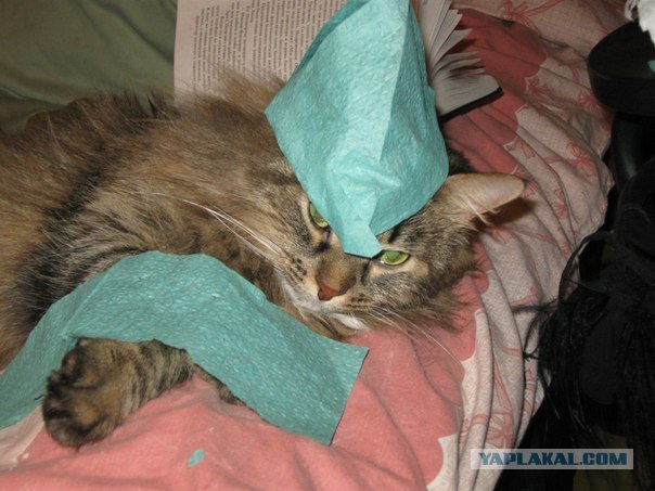 Котовторник! 13.03.2012