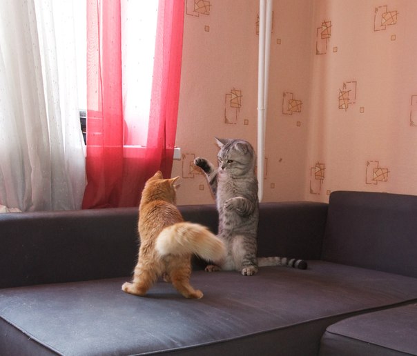 Котовторник  21.08.12