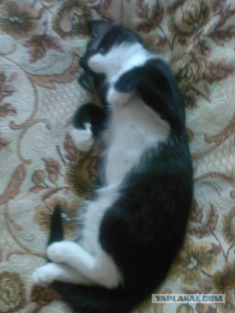 Трехцветное счастье