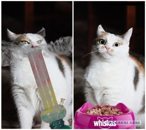 Кошачий патруль