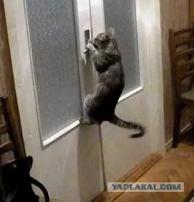 Девушка приютила одинокого кота, и вскоре он нашел способ отблагодарить ее за добро