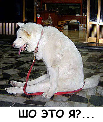 Фотожаба: Где?