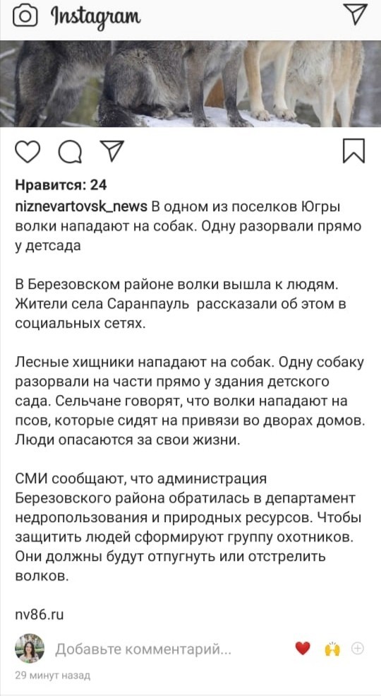 Охота на волка в Якутии