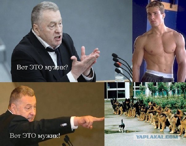 Котенок и алабай