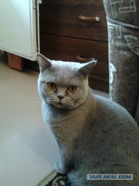 Котейка будит хозяйку