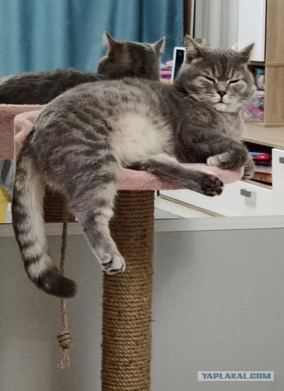 Котовторник. Поговорим о кличках, друзья