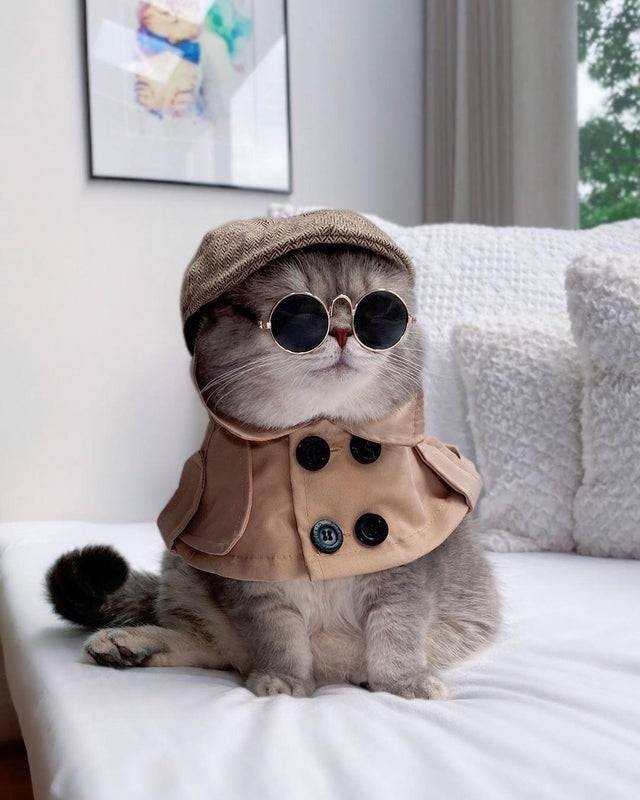 И снова день кошачий!