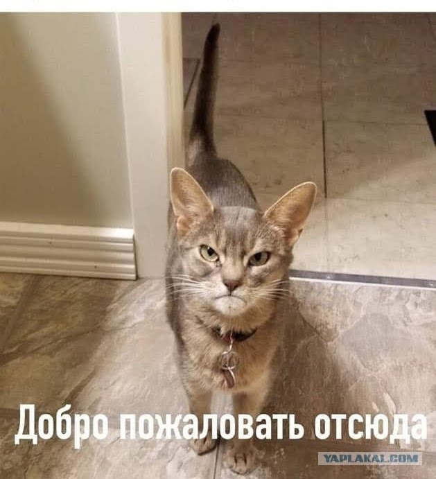 Тигры думают, что они гангстеры, пока не появится сибиряк