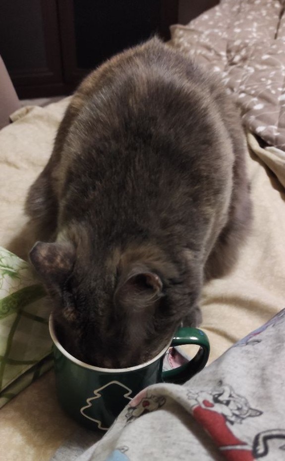 Коточетверг!
