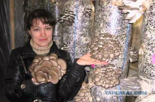 Как мой друг гараж купил