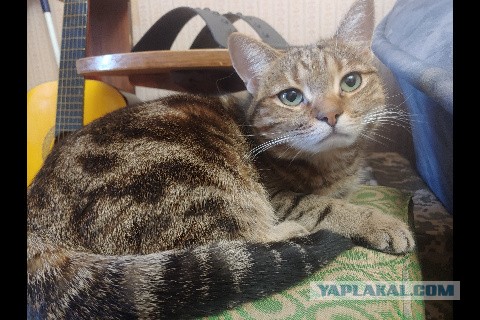 Как занять кота надолго