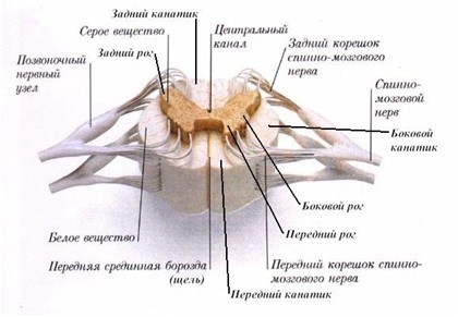 Овод: мифы и реальная опасность этих насекомых