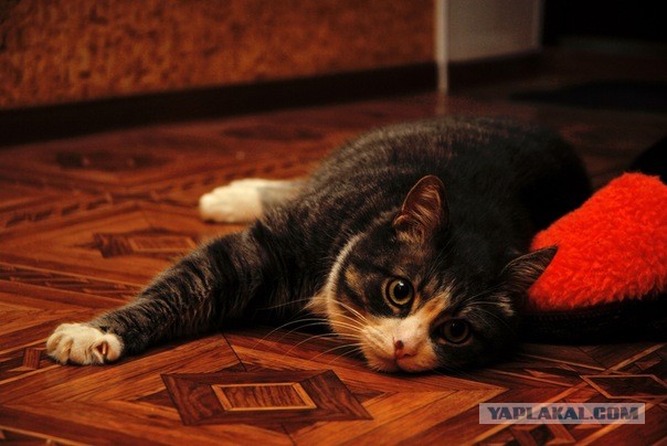 Котовторник  07.05.2013