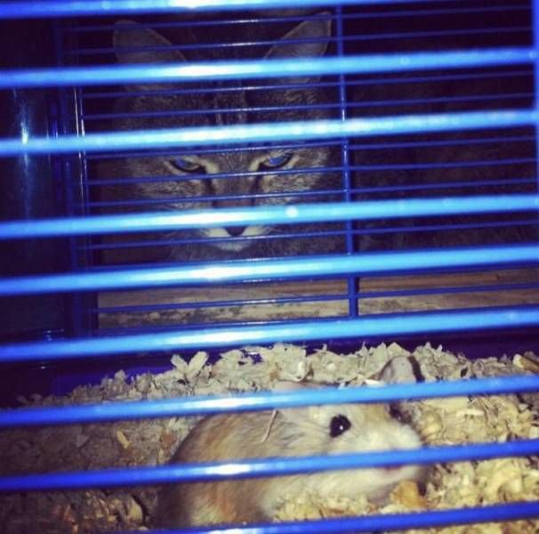 ТРРРидцать тРРРи от 8 апРРРеля