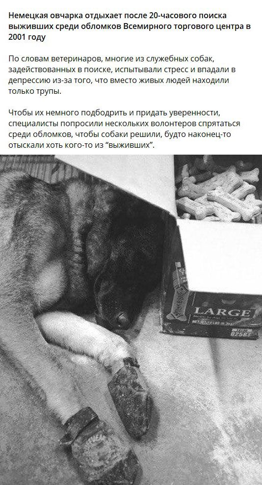 Собаки из истории в картинках