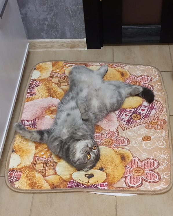 Коты - само совершенство